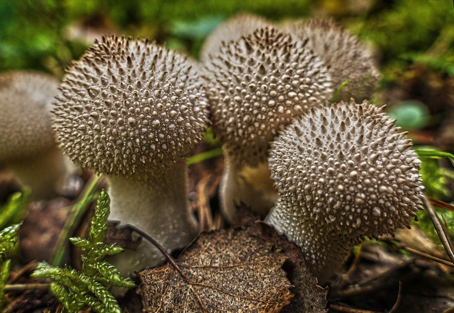 Несъедобные грибы Алтайского края