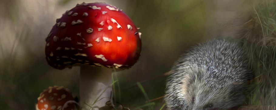 Необычные грибы