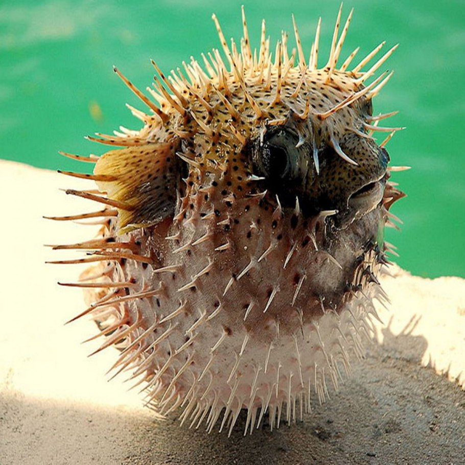 Мухомор Виттадини гриб