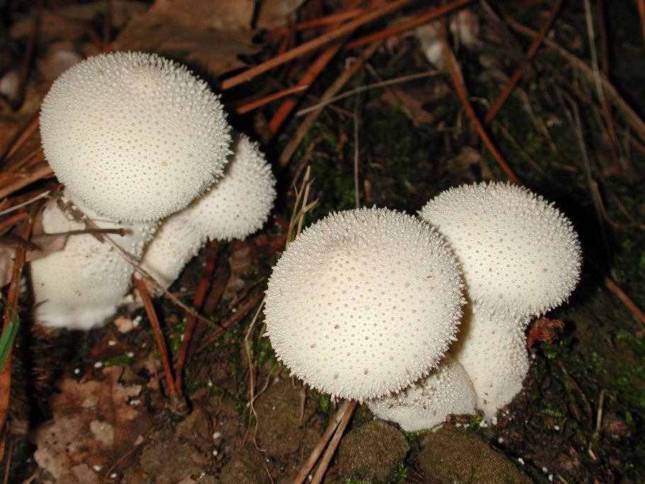 Дождевик шиповатый lycoperdon perlatum