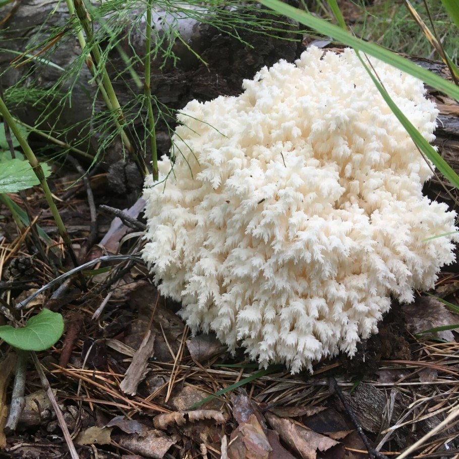 Бовиста гриб дождевик