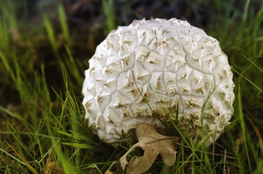 Королевские опята чешуйчатка золотистая