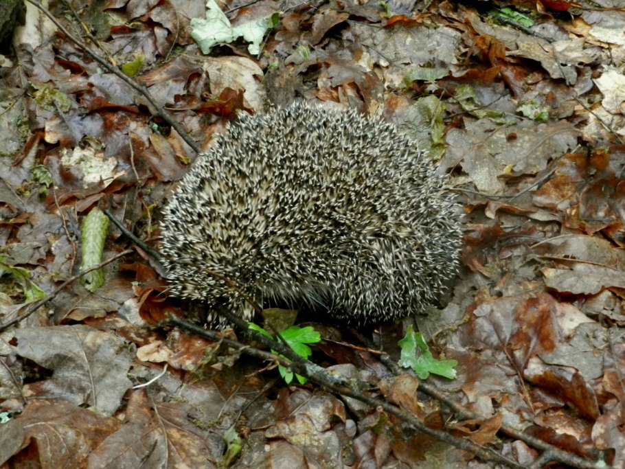 Шляпка гриба грибница
