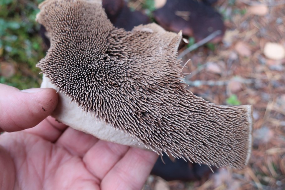 Белый мухомор с красными крапинками