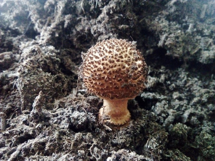 Шишкогриб хлопьеножковый чёрный