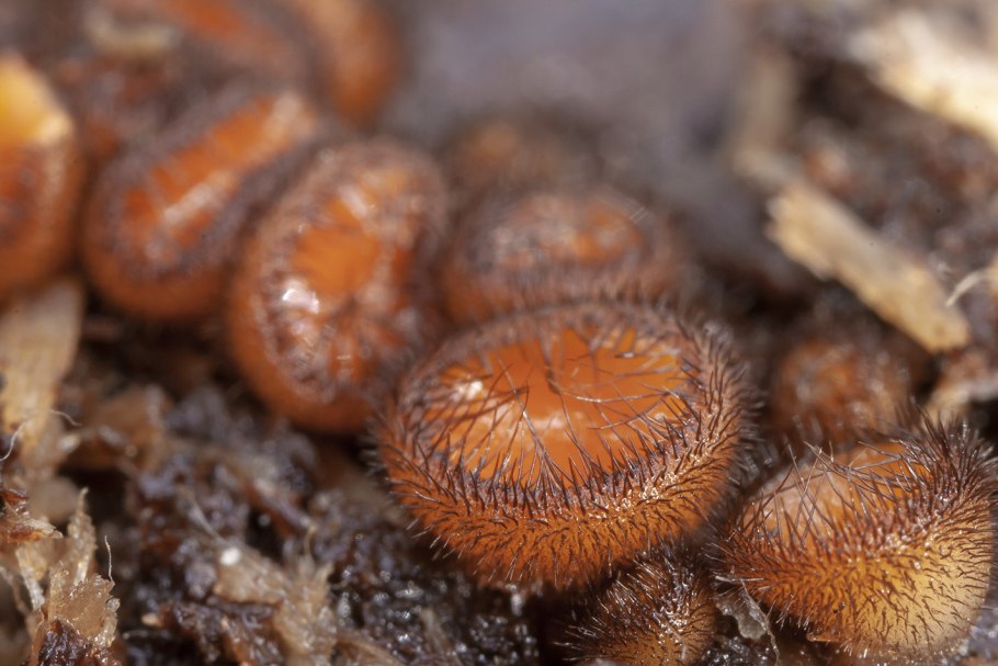 «Гриб дождевик» (Puffball