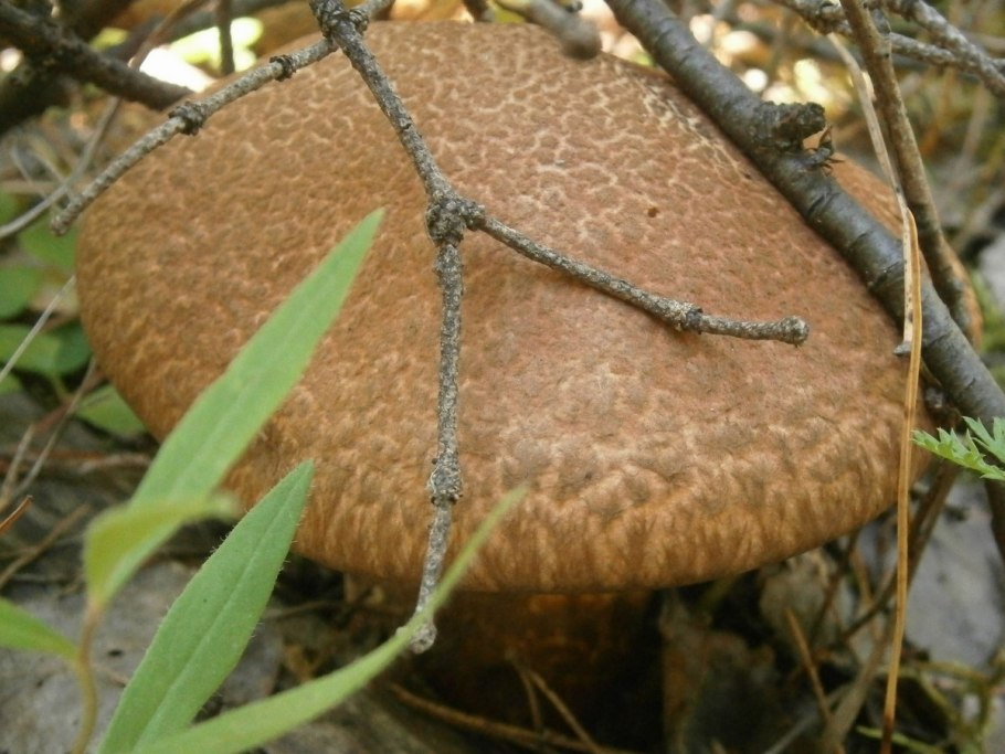 Suillus pictus