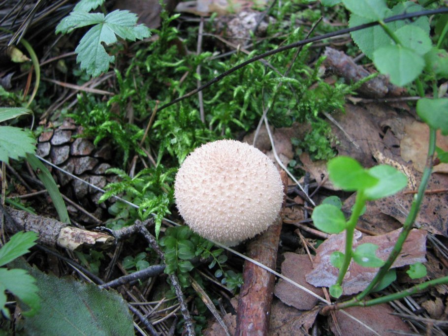 Дождевик ежевидный гриб