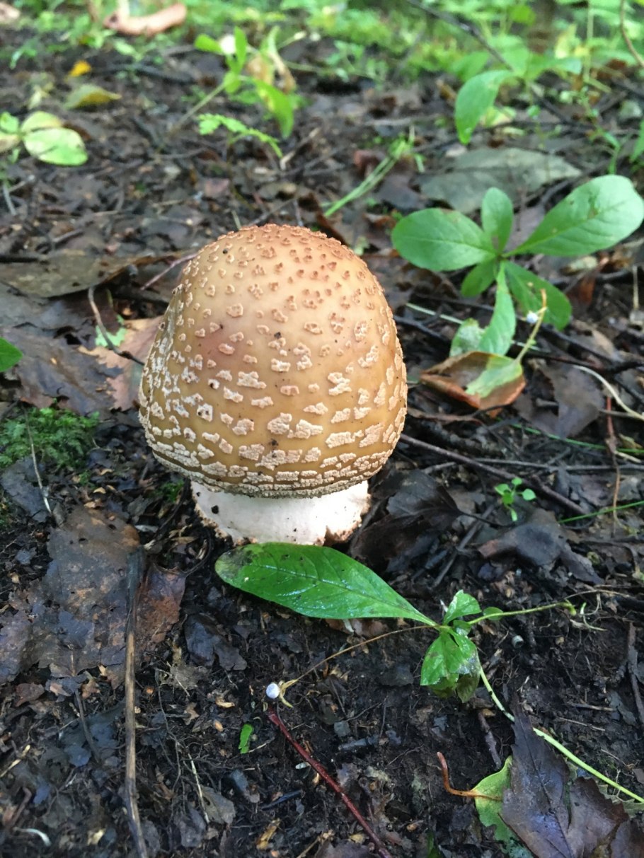 Съедобные грибы редкие