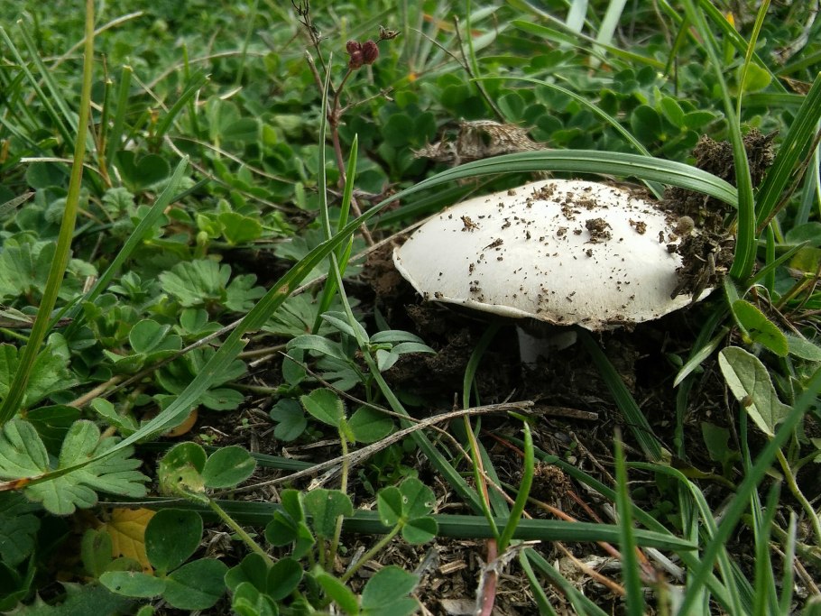 Ложнодождевик пятнистый