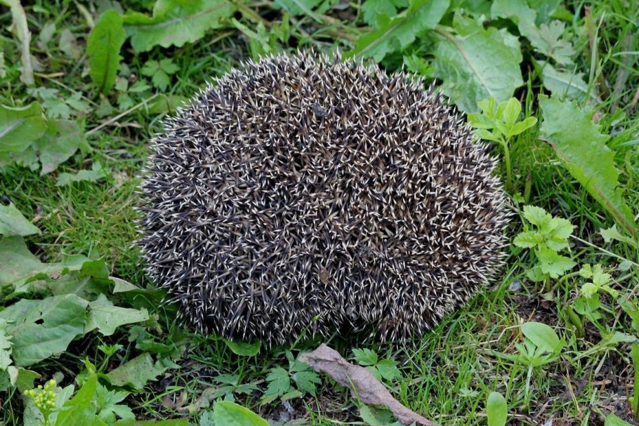 Мухомор серо-розовый