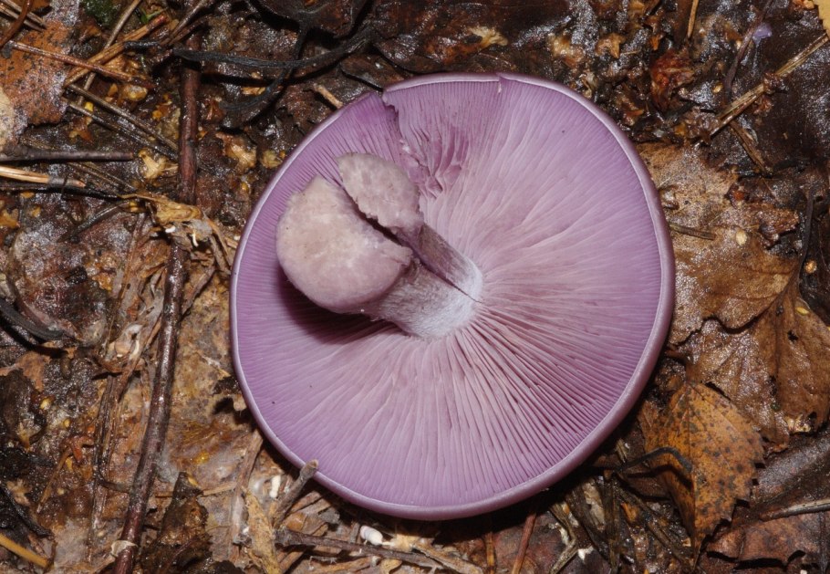 Грибы синюхи рядовка фиолетовая