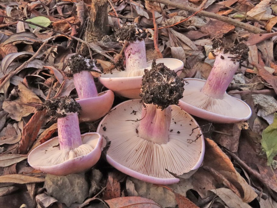 Крымские грибы синеножки