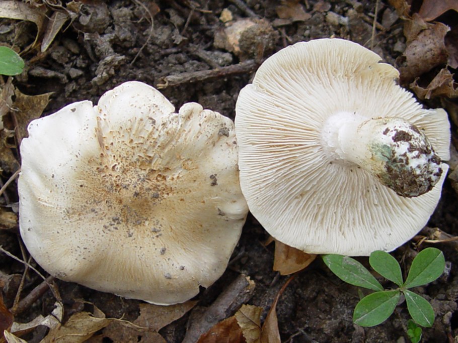 Рядовка Голубиная (лат. Tricholoma columbetta) съедобная