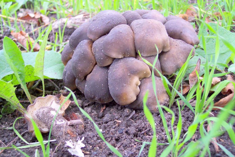 Рядовка скученная Lyophyllum decastes