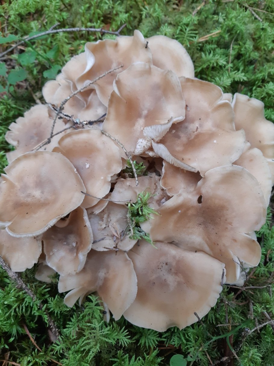 Рядовка скученная Lyophyllum decastes