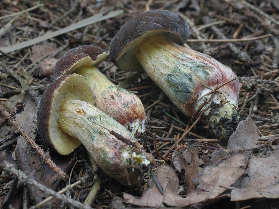 Моховик и Боровик