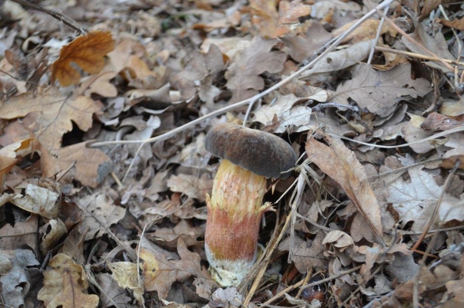 Черный моховик гриб