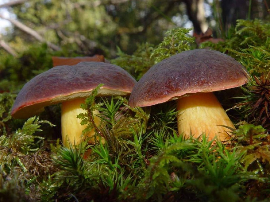 Suillus variegatus