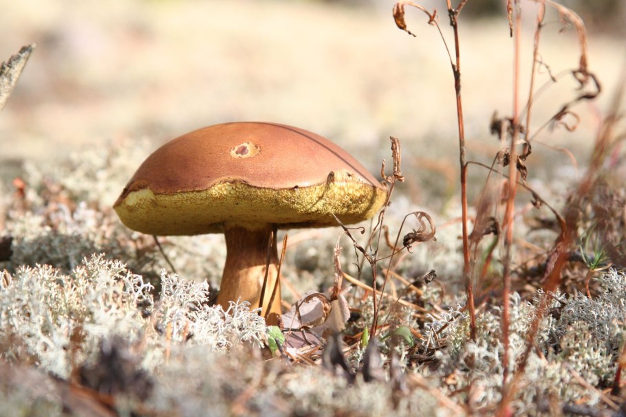 Моховик бархатный гриб