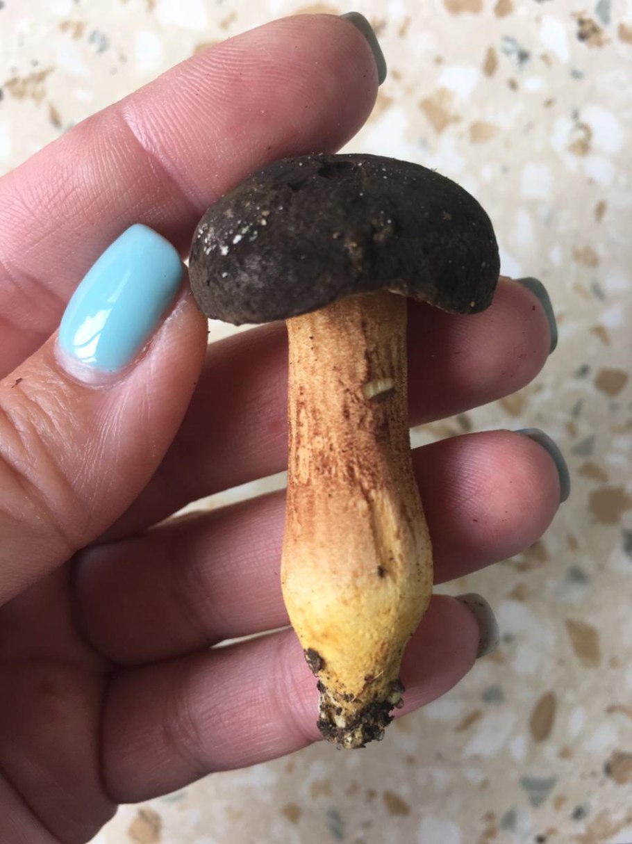 Моховик бархатный гриб