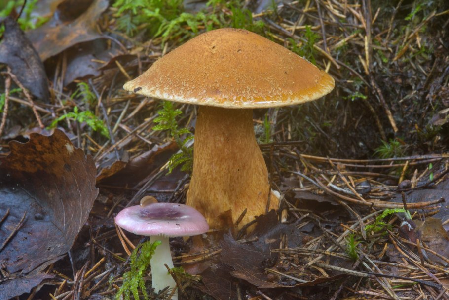 Моховик коричневый гриб