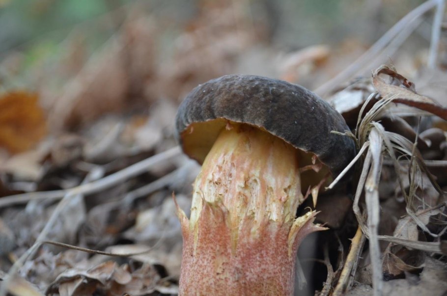 Моховик бархатный гриб