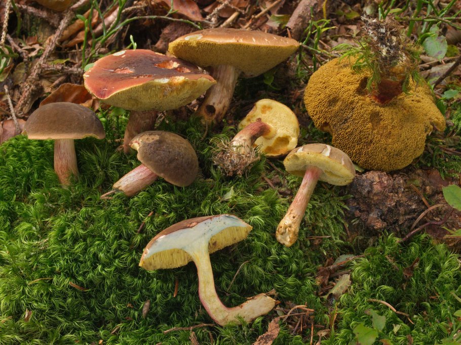 Моховик бархатный Xerocomus pruinatus