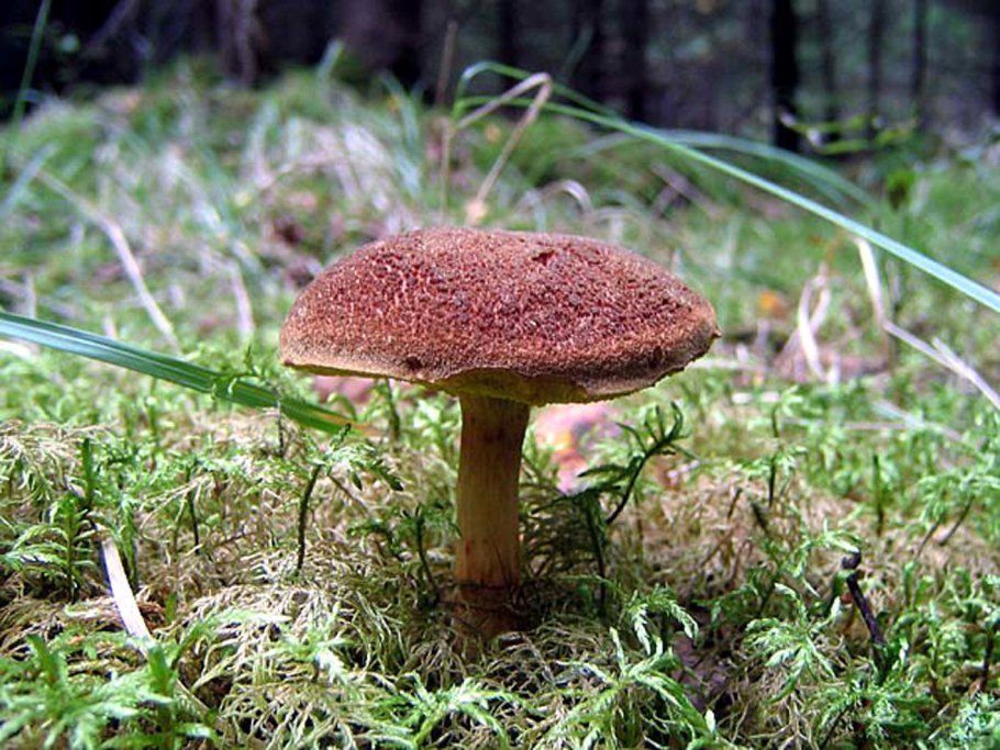 Вятский моховик