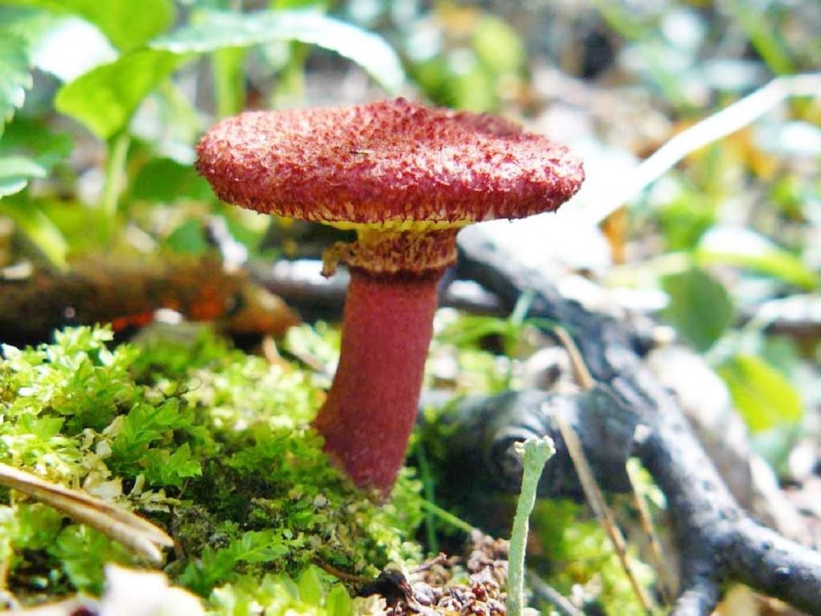 Гриб польский Боровик