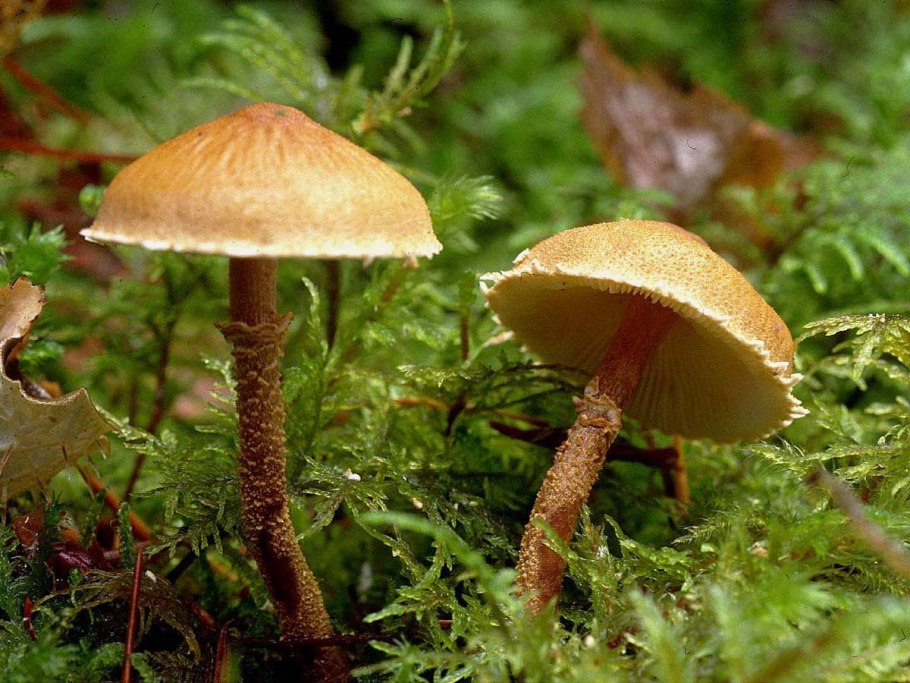 Моховик бархатный гриб