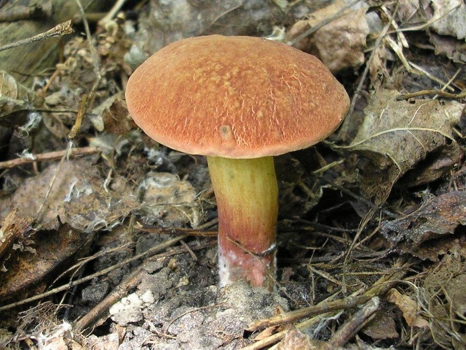 Грибы моховики бывают ли с бахромой