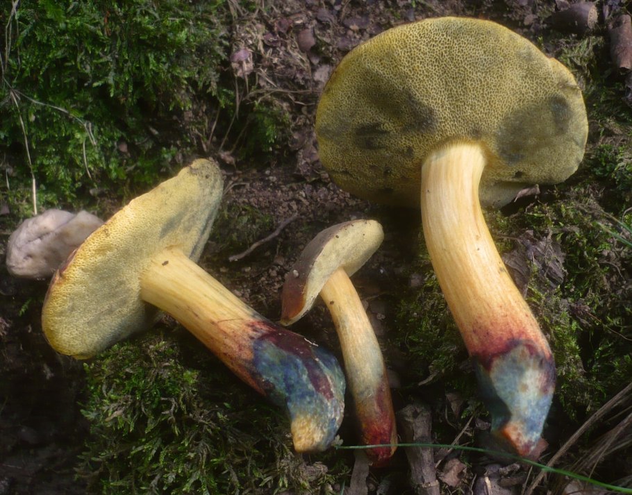 Моховик пестрый съедобный