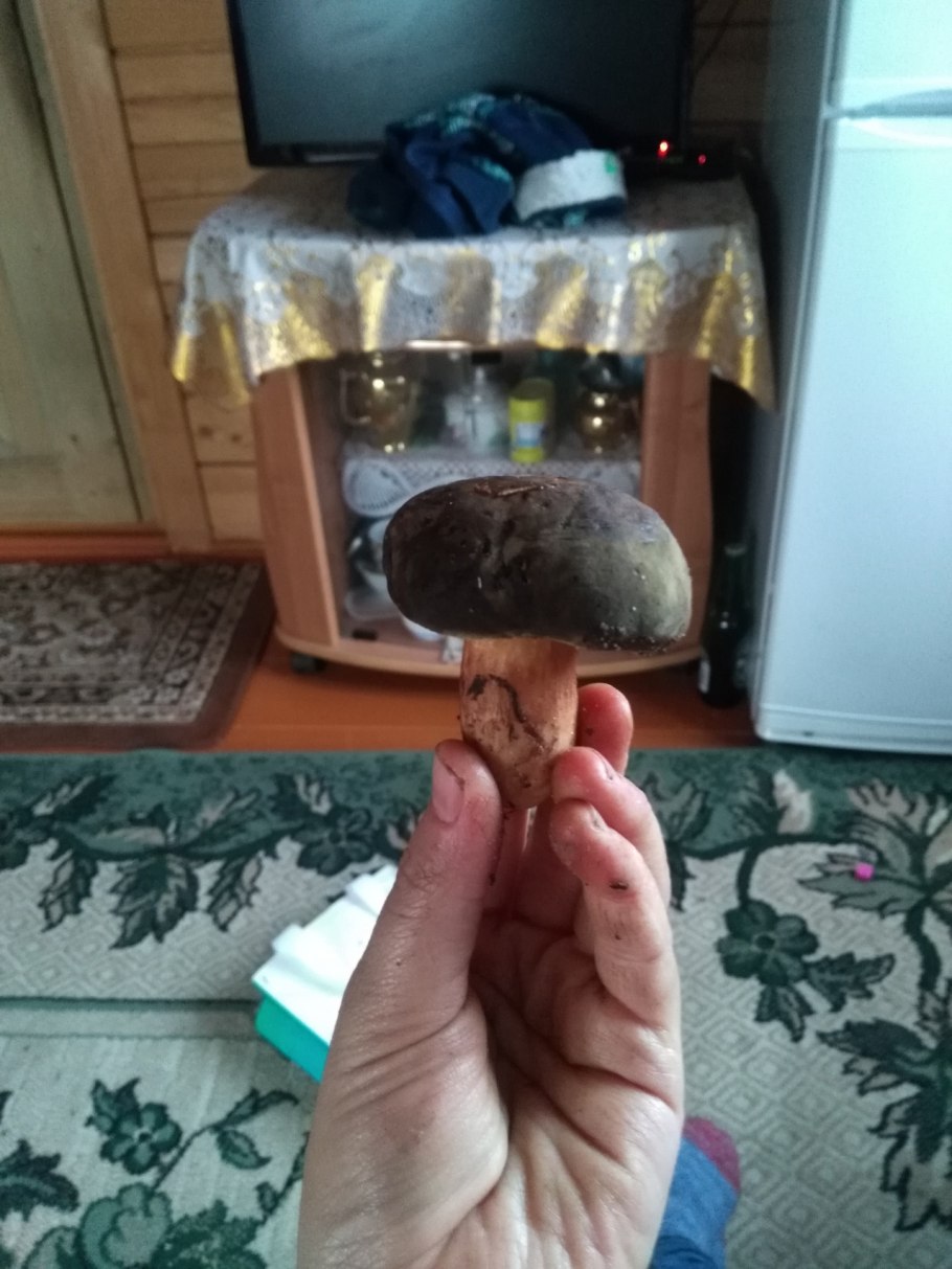 Гриб моховик Сосновый