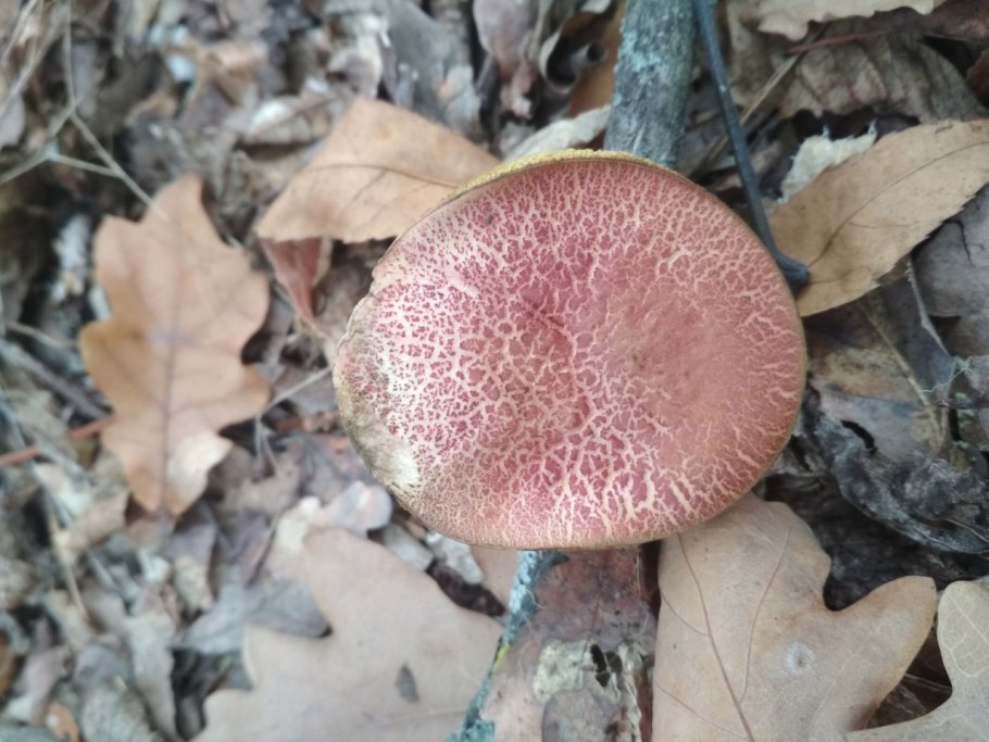 Xerocomellus porosporus