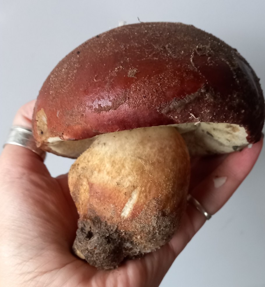 Болетус миниатополескинс Википедия