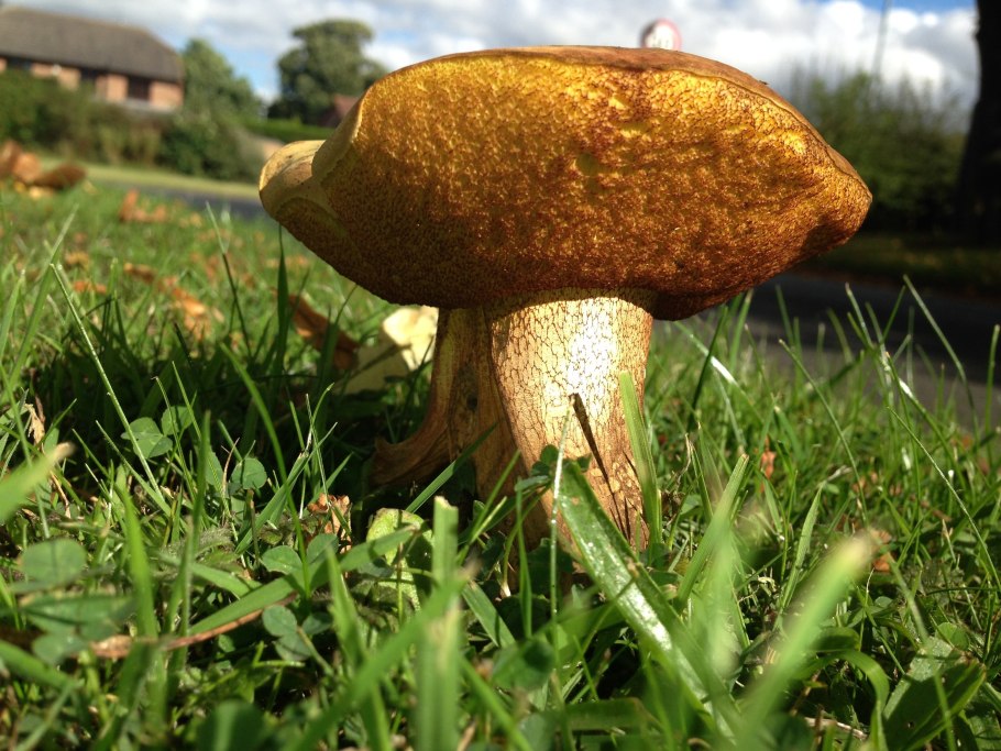 Гриб Болетин болотный
