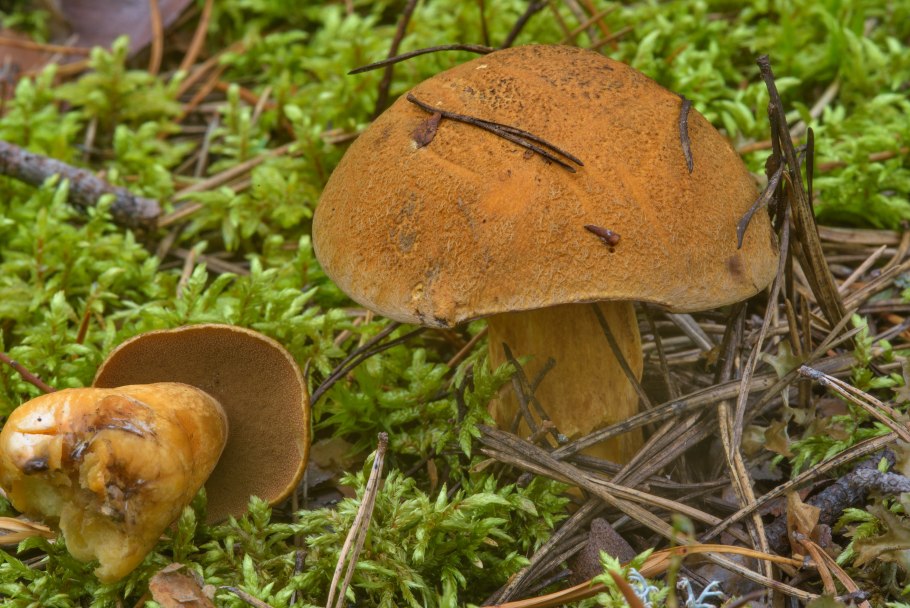 Гриб моховик гриб моховик