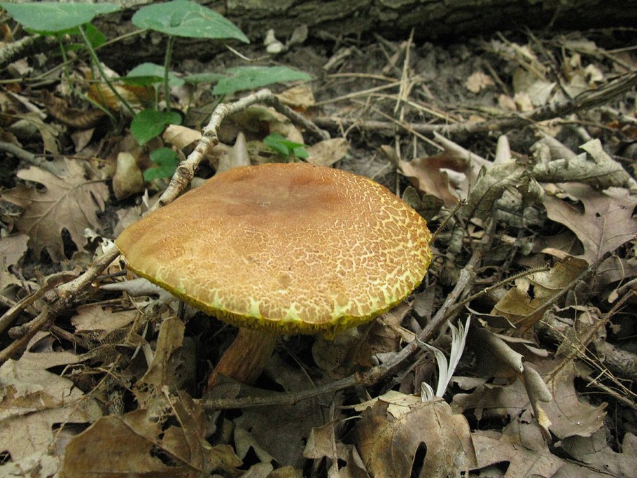 Моховик красный Hortiboletus rubellus
