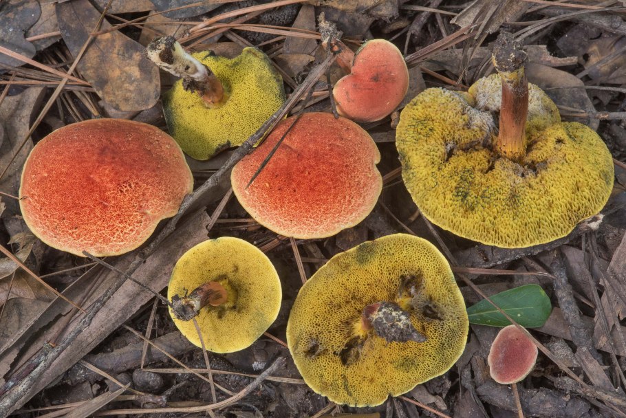 Моховик красный моховик красный