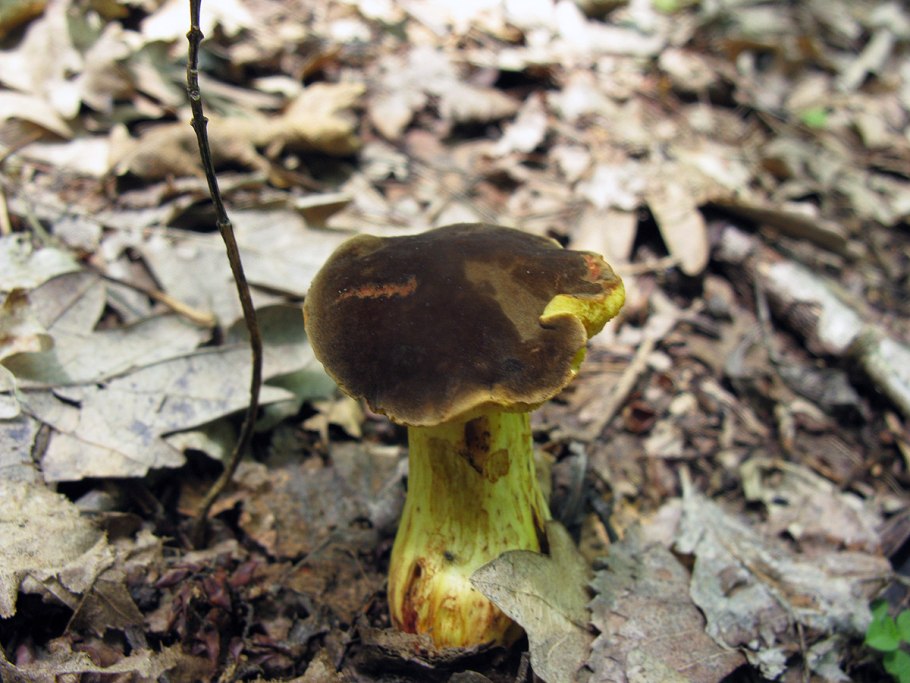 Моховик бархатный съедобный