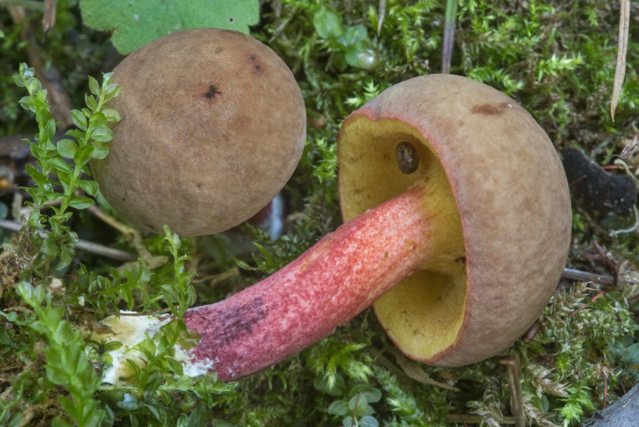 Грибы Павловском Посаде