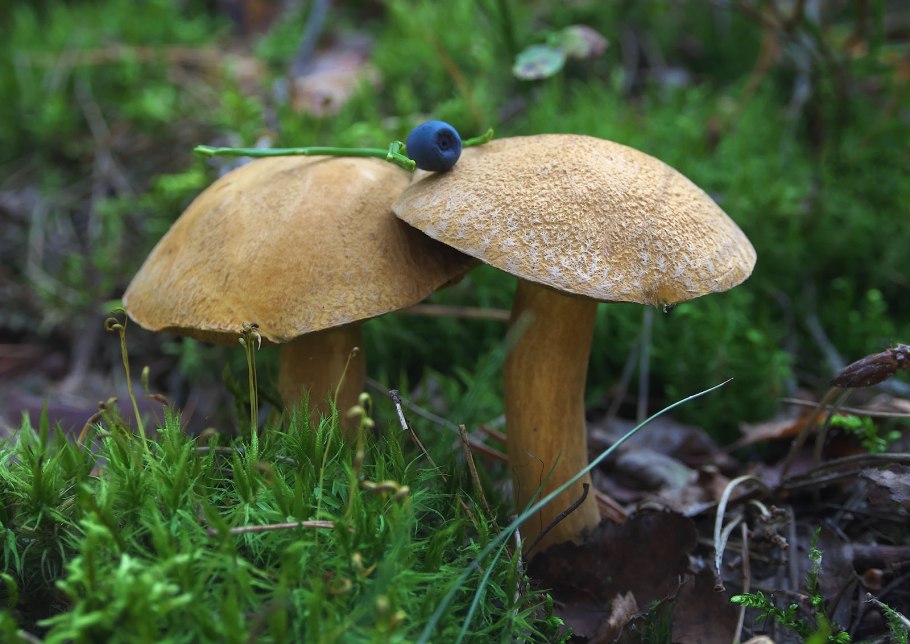 Болетус азиатский