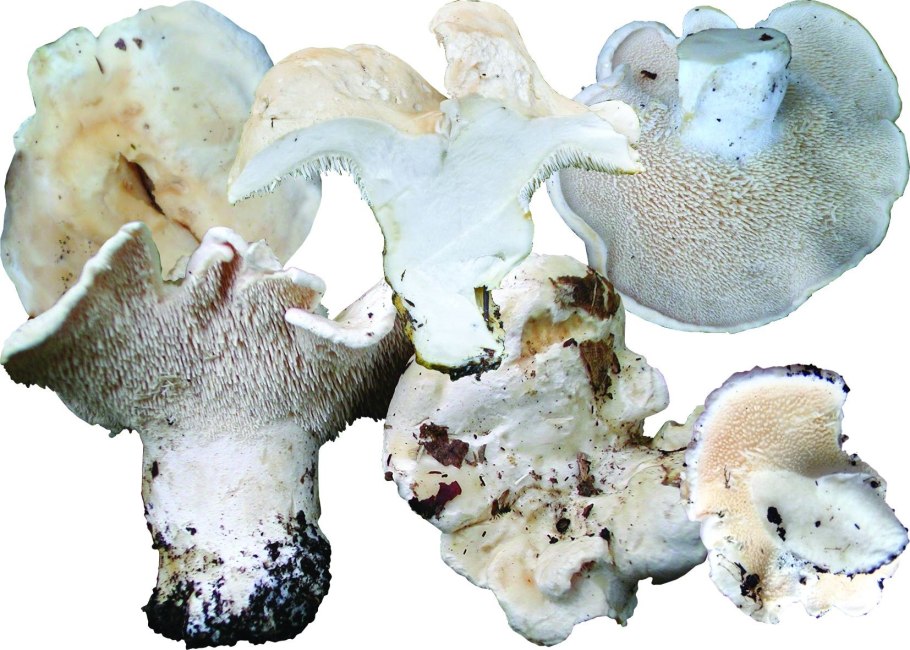 Hydnum albidum