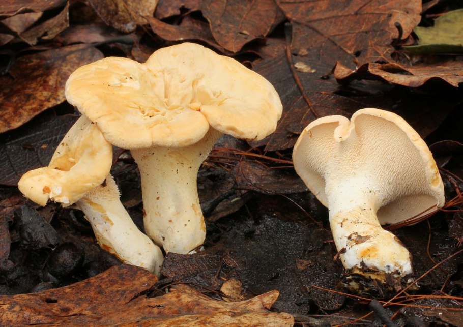 Ежовик пестрый Sarcodon imbricatus