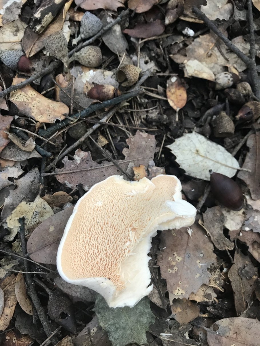 Ежовик черный (Phellodon Niger)