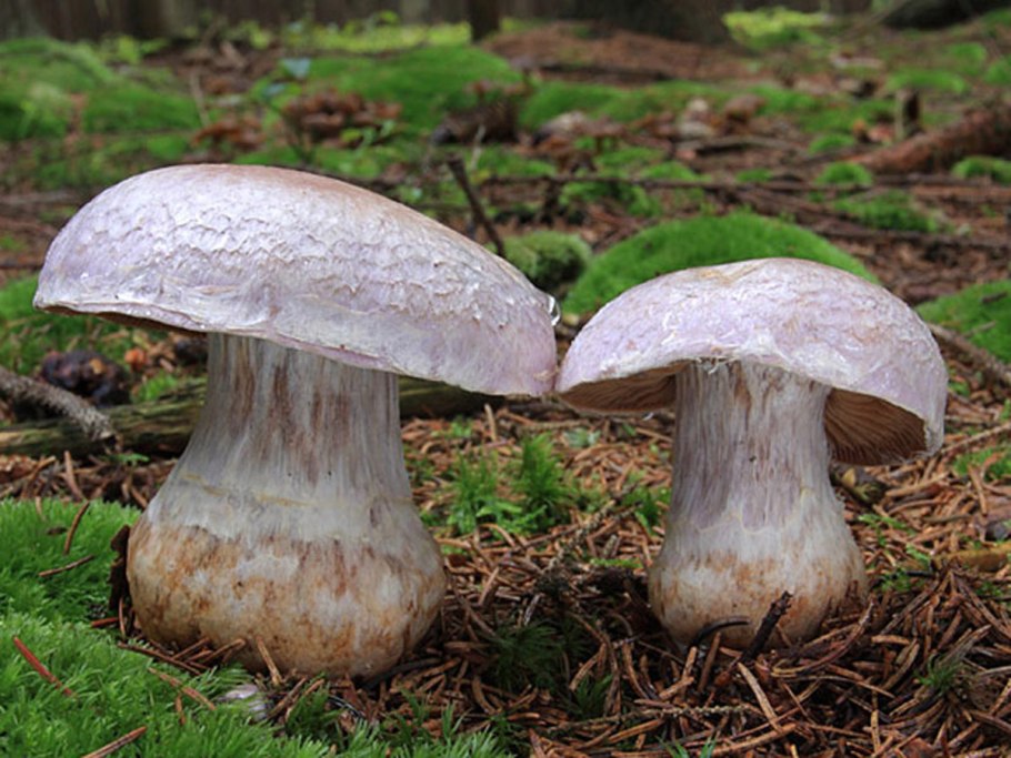 Паутинник лиловый Cortinarius traganus