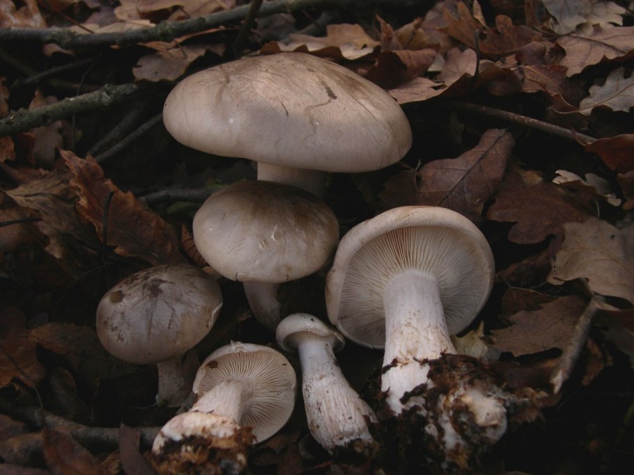 Дымчатая говорушка Clitocybe nebularis
