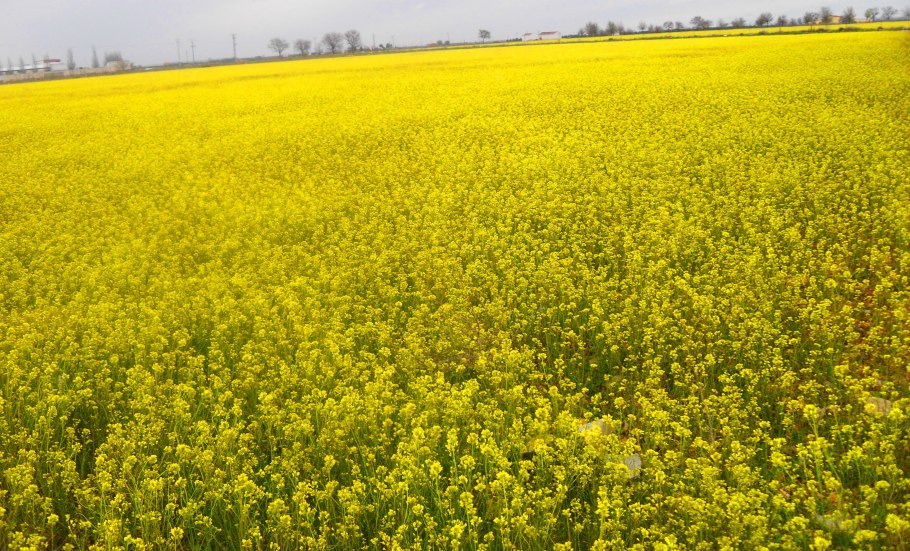 Сельхозкультура Рыжик