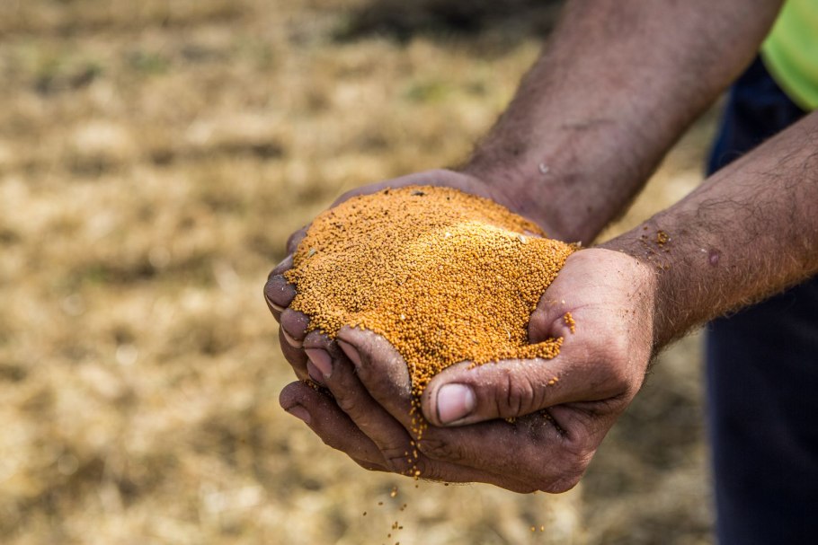 Рыжик масличная культура